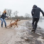 Problem- und Verhaltensanalyse - Hundeschule Spiering (Bad Kleinen)