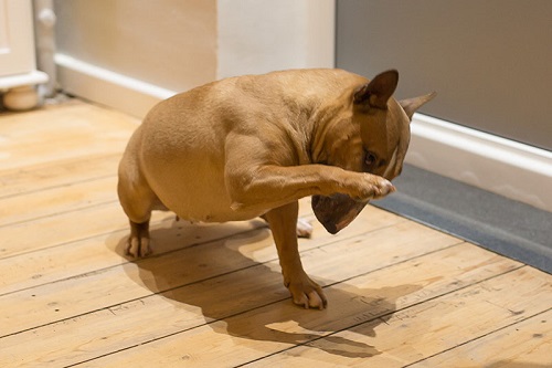 Trick Dog (Schäm dich) - Hundeschule Spiering