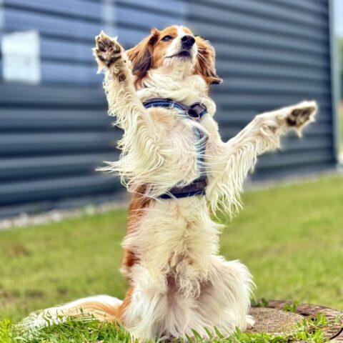 Digitaler HundeClub