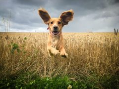 Golden Cocker spaniel dog running through a field of wheat.