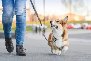 hundeschule-spiering-hundehalterausbildung-next-level-fuehren-sicherheit